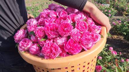 Niğde’de Şam Gülü Çiftliği Satışta! 34