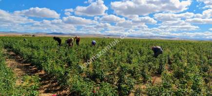 Niğde’de Şam Gülü Çiftliği Satışta! 3