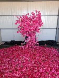 Niğde’de Şam Gülü Çiftliği Satışta! 30