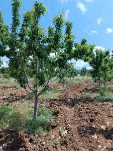 Niğde Ulukışla Kılanda Satılık Kiraz Bahçesi 5