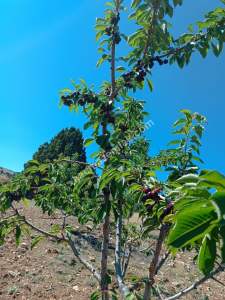 Niğde Ulukışla Kılanda Satılık Kiraz Bahçesi 10