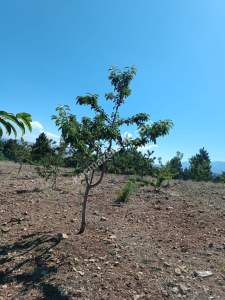 Niğde Ulukışla Kılanda Satılık Kiraz Bahçesi 9