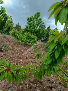 Niğde Ulukışla Kılanda Satılık Kiraz Bahçesi 12