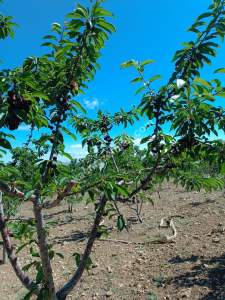 Niğde Ulukışla Kılanda Satılık Kiraz Bahçesi 11