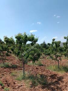 Niğde Ulukışla Kılanda Satılık Kiraz Bahçesi 2