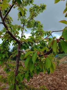 Niğde Ulukışla Kılanda Satılık Kiraz Bahçesi 8