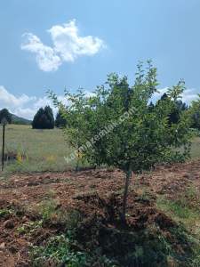 Niğde Ulukışla Kılanda Satılık Kiraz Bahçesi 6