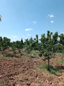 Niğde Ulukışla Kılanda Satılık Kiraz Bahçesi 1