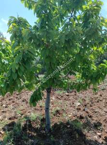 Niğde Ulukışla Kılanda Satılık Kiraz Bahçesi 4