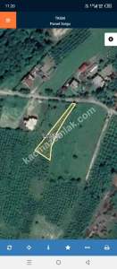 Unye Güzelyalı Mah Satılık Fındık Bahçesı 2