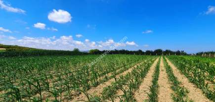 Yatırım Değeri Yüksek,Kaynarca Merkeze 10Dk, İmar Yanı 3