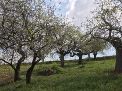 Siirt Tillo Hatrant Yolu Üzeri Satılık 5 Dönüm Tarla 1
