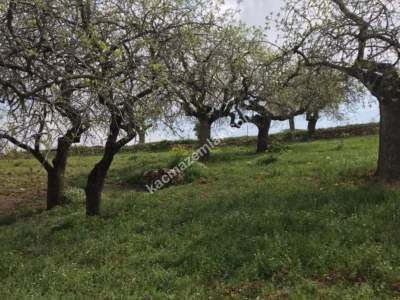Siirt Tillo Hatrant Yolu Üzeri Satılık 5 Dönüm Tarla 2