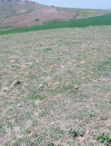 Siirt Doğan Mahallesi Ceza Evi Civarında Satılık Tarla 20