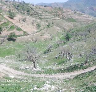 Siirt Doğan Mahallesi Ceza Evi Civarında Satılık Tarla 9