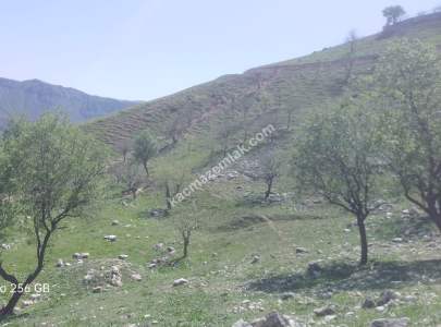 Siirt Doğan Mahallesi Ceza Evi Civarında Satılık Tarla 4