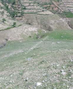 Siirt Doğan Mahallesi Ceza Evi Civarında Satılık Tarla 11