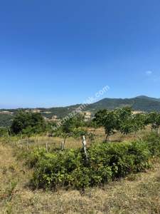 Gerze Merkeze 10 Dk Mesafesinde 10 Dönüm Yatırımlık Fır 2