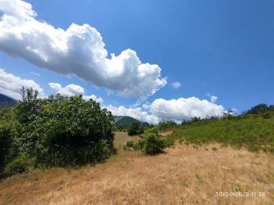 Gerze Merkeze 10 Dk Mesafesinde 10 Dönüm Yatırımlık Fır 16
