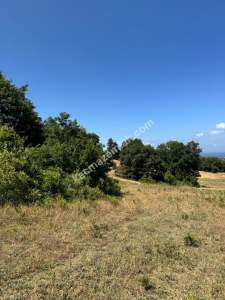 Gerze Merkeze 10 Dk Mesafesinde 10 Dönüm Yatırımlık Fır 7