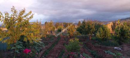 Sivas Serpincik Satılık Etrafı Çevrili Bahçe 537M2 28