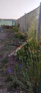 Sivas Serpincik Satılık Etrafı Çevrili Bahçe 537M2 19