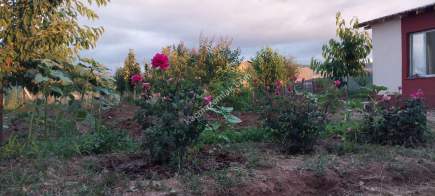 Sivas Serpincik Satılık Etrafı Çevrili Bahçe 537M2 36