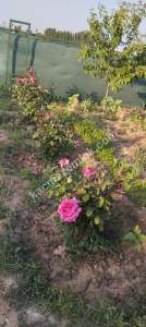 Sivas Serpincik Satılık Etrafı Çevrili Bahçe 537M2 15