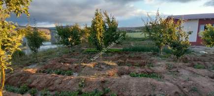 Sivas Serpincik Satılık Etrafı Çevrili Bahçe 537M2 30