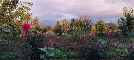 Sivas Serpincik Satılık Etrafı Çevrili Bahçe 537M2 35