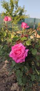 Sivas Serpincik Satılık Etrafı Çevrili Bahçe 537M2 20