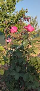 Sivas Serpincik Satılık Etrafı Çevrili Bahçe 537M2 18