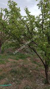 Sivas Şarkışla Satılık Tarla Ve Köy Evi Elmalı Köyü 29