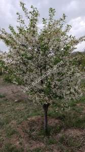 Sivas Şarkışla Satılık Tarla Ve Köy Evi Elmalı Köyü 30