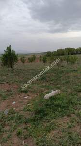 Sivas Şarkışla Satılık Tarla Ve Köy Evi Elmalı Köyü 31