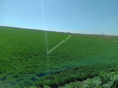 Tekirdağ Hayrabolu Lahana Mahallesi Satılık Tarla 10