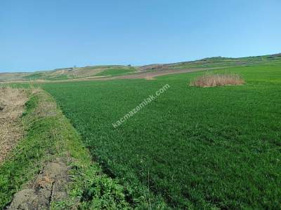 Tekirdağ Hayrabolu Lahana Mahallesi Satılık Tarla 1