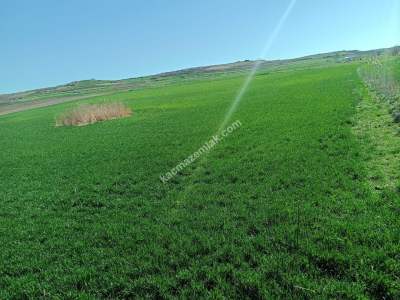 Tekirdağ Hayrabolu Lahana Mahallesi Satılık Tarla 9