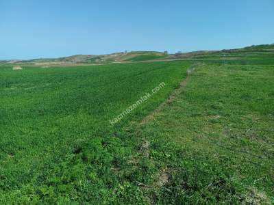 Tekirdağ Hayrabolu Lahana Mahallesi Satılık Tarla 11