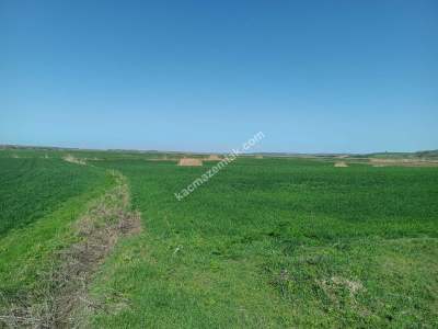 Tekirdağ Hayrabolu Lahana Mahallesi Satılık Tarla 8