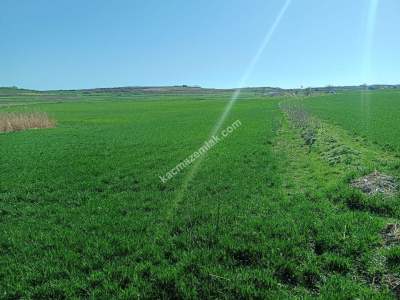 Tekirdağ Hayrabolu Lahana Mahallesi Satılık Tarla 7