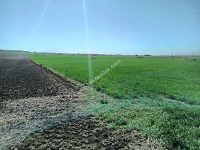 Tekirdağ Hayrabolu Lahana Mahallesi Satılık Tarla 2