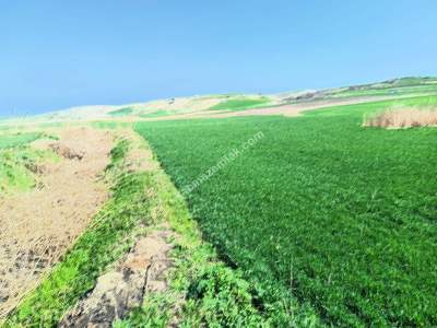 Tekirdağ Hayrabolu Lahana Mahallesi Satılık Tarla 6