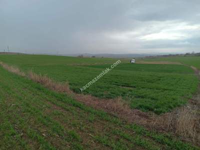 Tekirdağ Malkara Kavakçeşme Köyü Satılık Tarla 4