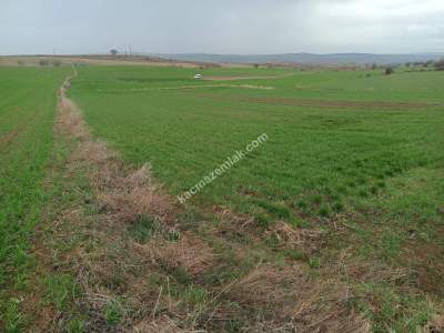 Tekirdağ Malkara Kavakçeşme Köyü Satılık Tarla 4