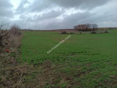 Tekirdağ Malkara Kavakçeşme Köyü Satılık Tarla 2