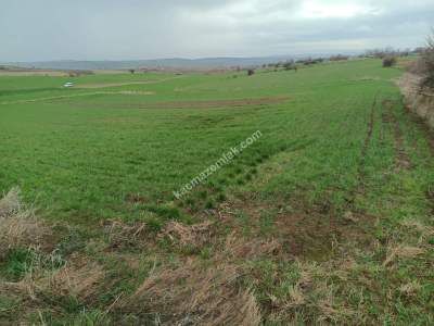 Tekirdağ Malkara Kavakçeşme Köyü Satılık Tarla 6