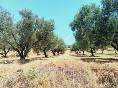 Tekirdağ Şarköy Aşağıkalamış Mah. Satılık Zeytinlik 2