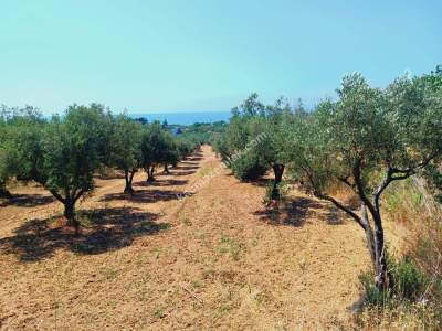 Tekirdağ Şarköy Aşağıkalamış Mah. Satılık Zeytinlik 8
