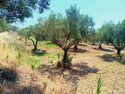 Tekirdağ Şarköy Aşağıkalamış Mah. Satılık Zeytinlik 9